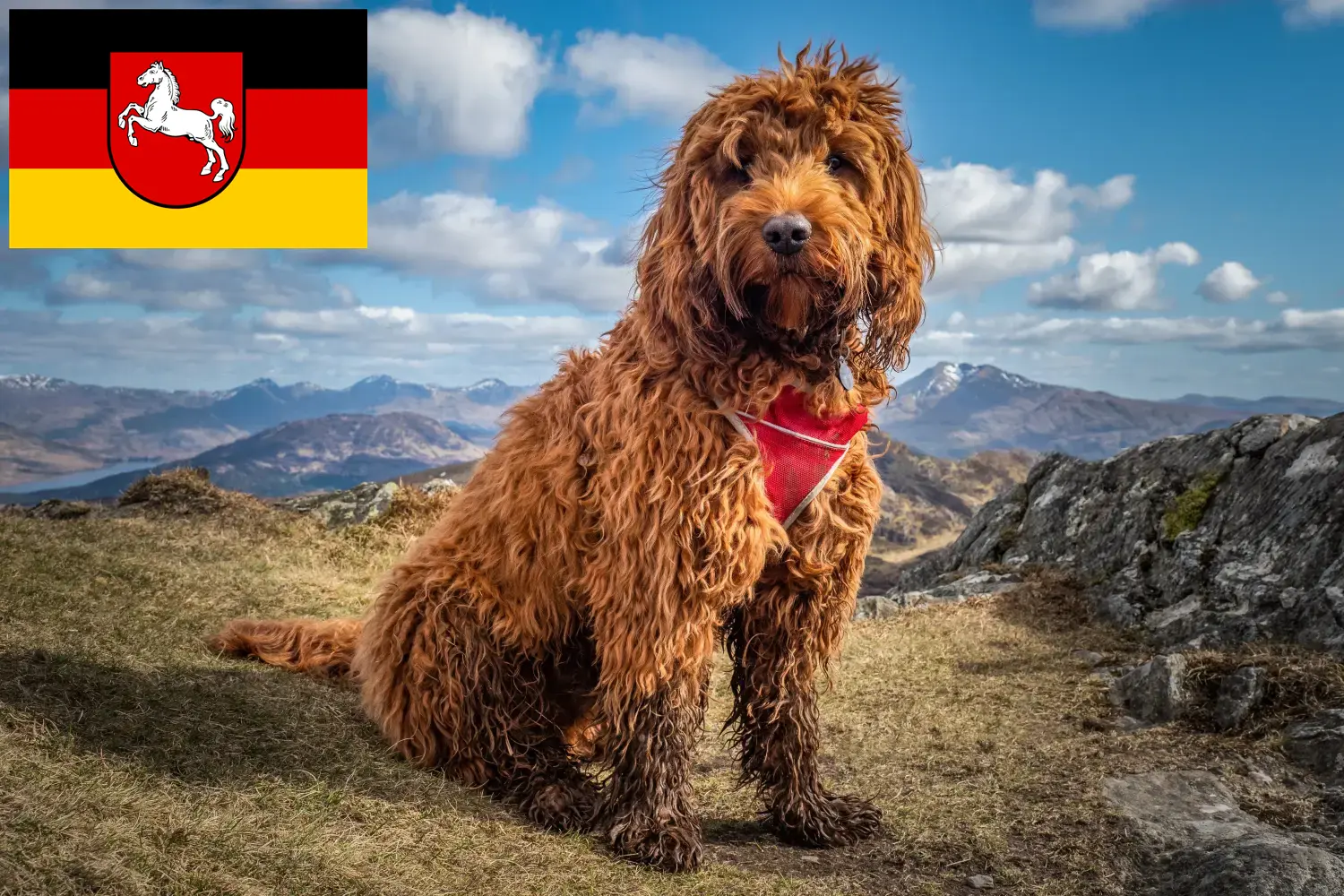Cockapoo kiskutyák és tenyésztők Alsó-Szászország Itt találhat alsó-szászországi kakadu tenyésztőket.