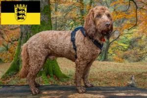 Read more about the article Cockapoo tenyésztők és kölykök Baden-Württembergben