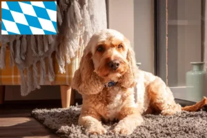 Read more about the article Cockapoo tenyésztők és kiskutyák Bajorországban