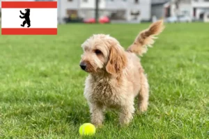 Read more about the article Cockapoo tenyésztők és kölykök Berlinben