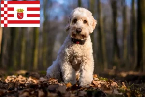 Read more about the article Cockapoo tenyésztők és kiskutyák Brémában