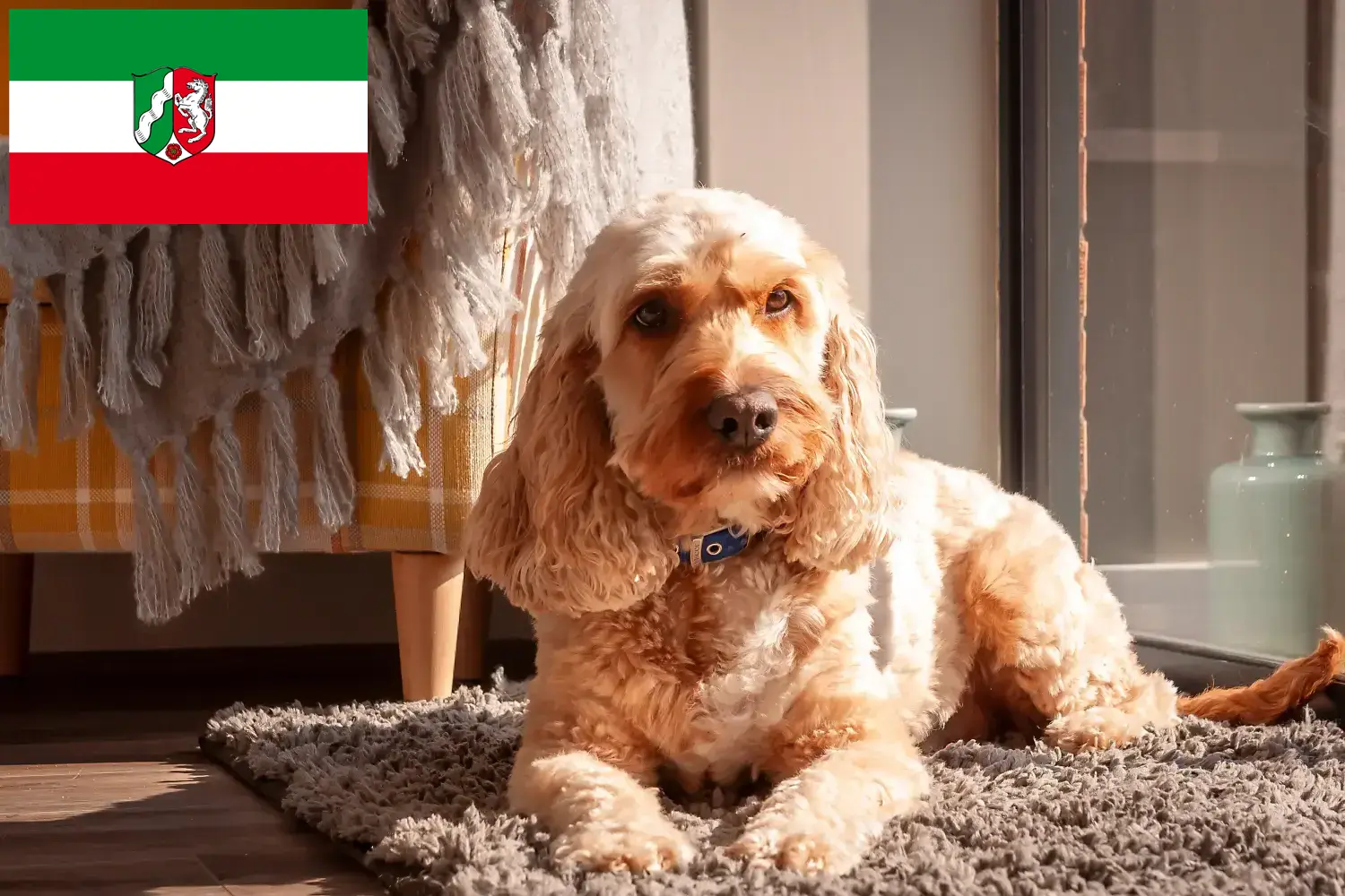 Cockapoo kiskutyák és tenyésztők Észak-Rajna-Vesztfália Itt találhat cockapoo tenyésztőket Észak-Rajna-Vesztfália területén.