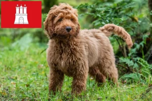 Read more about the article Cockapoo tenyésztők és kölykök Hamburgban