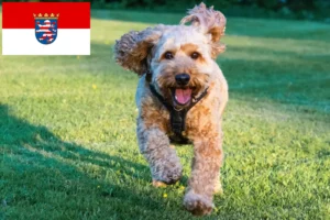 Read more about the article Cockapoo tenyésztők és kiskutyák Hessenben