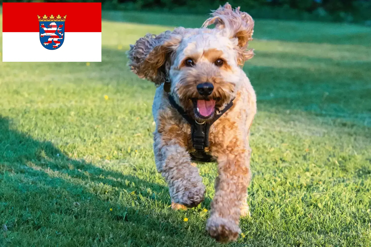 Read more about the article Cockapoo tenyésztők és kiskutyák Hessenben