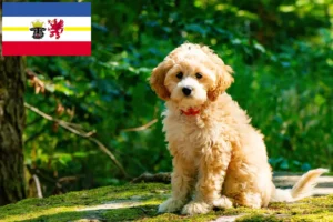 Read more about the article Cockapoo tenyésztők és kiskutyák Mecklenburg-Vorpommern tartományban