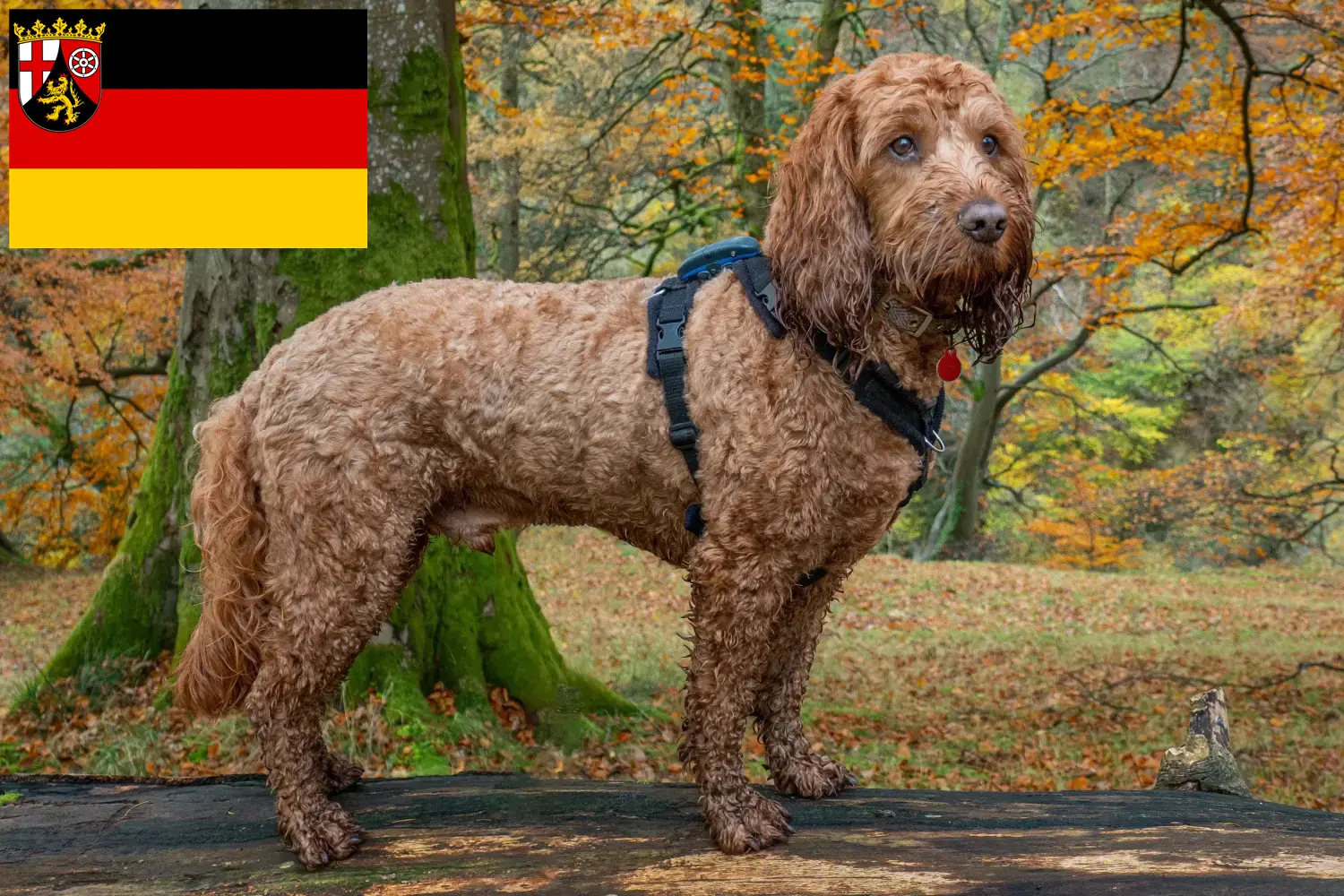 Read more about the article Cockapoo tenyésztők és kiskutyák Rajna-vidék-Pfalzban