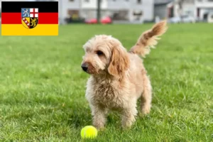 Read more about the article Cockapoo tenyésztők és kölykök Saarlandban