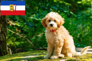 Read more about the article Cockapoo tenyésztők és kölykök Schleswig-Holstein tartományban