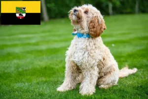 Read more about the article Cockapoo tenyésztők és kölykök Szász-Anhaltban