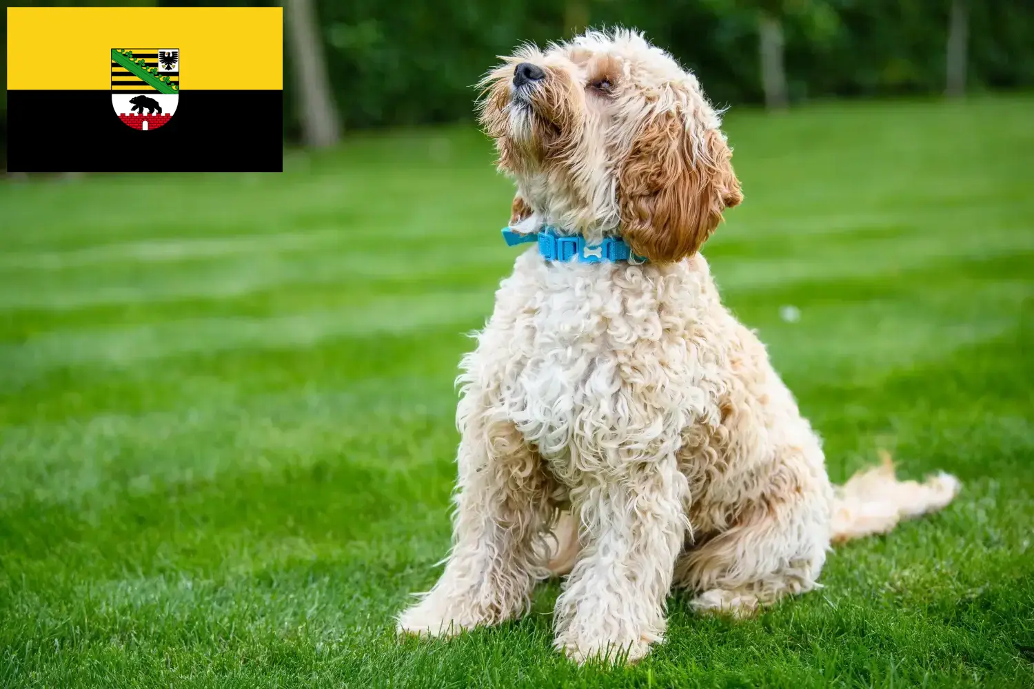 Read more about the article Cockapoo tenyésztők és kölykök Szász-Anhaltban