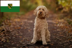 Read more about the article Cockapoo tenyésztők és kiskutyák Szászországban
