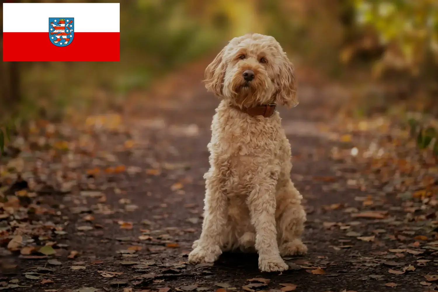 Cockapoo kiskutyák és tenyésztők Türingia Itt találhatsz kakadu tenyésztőket Türingiában.