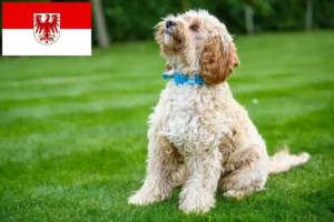 Read more about the article Cockapoo tenyésztők és kölykök Brandenburgban