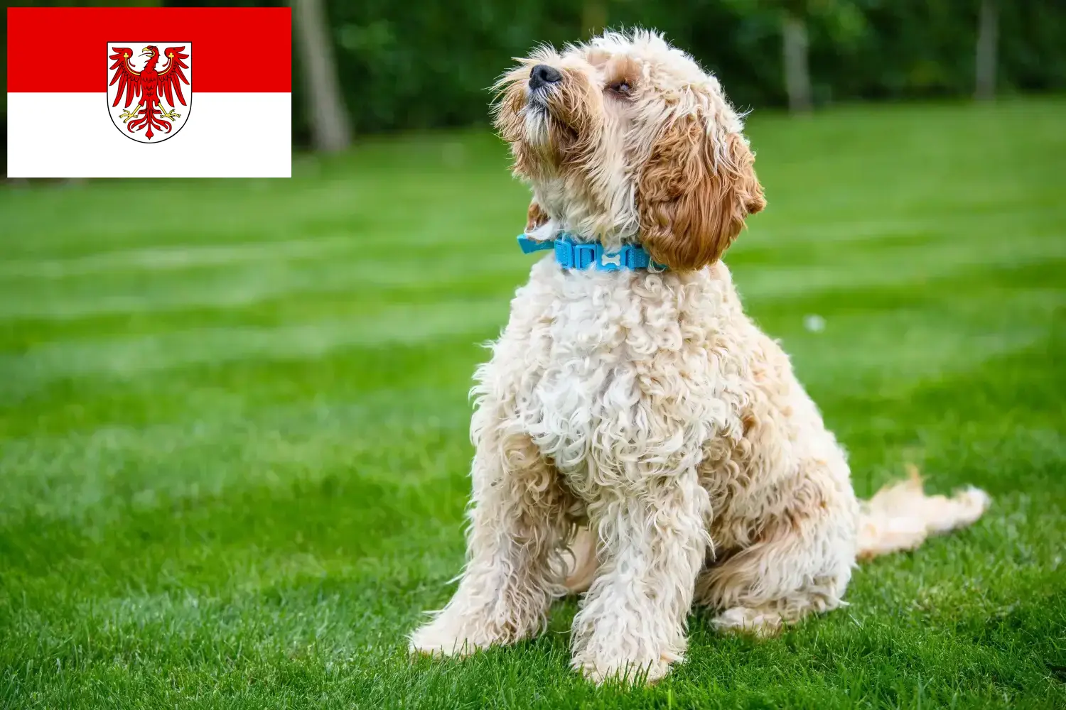 Cockapoo kiskutyák és tenyésztők Brandenburg Itt találhat cockapoo tenyésztőket Brandenburgban.