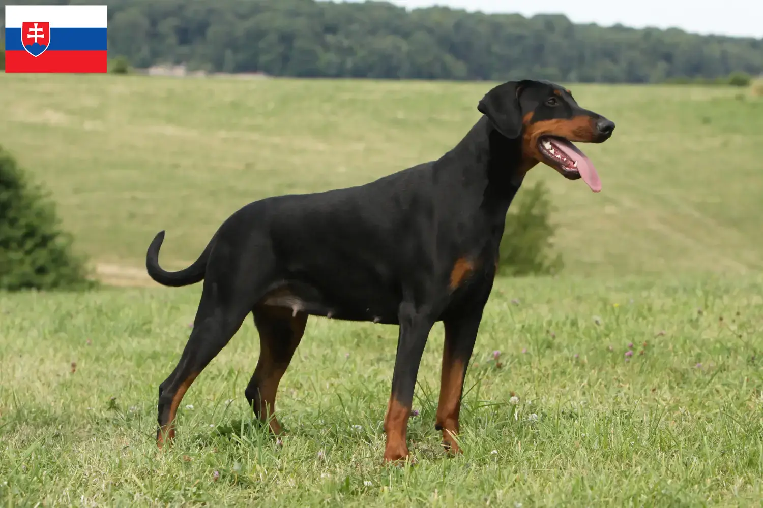 Dobermann kölykök és tenyésztők Szlovákia Szlovákiai dobermann tenyésztőket itt talál.