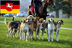 Read more about the article Francia kopó tenyésztők és kiskutyák Alsó-Szászországban