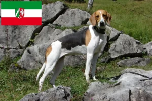 Read more about the article Francia kopó tenyésztők és kölykök Észak-Rajna-Vesztfália területén