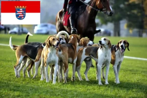 Read more about the article Francia kopó tenyésztők és kölykök Hessenben
