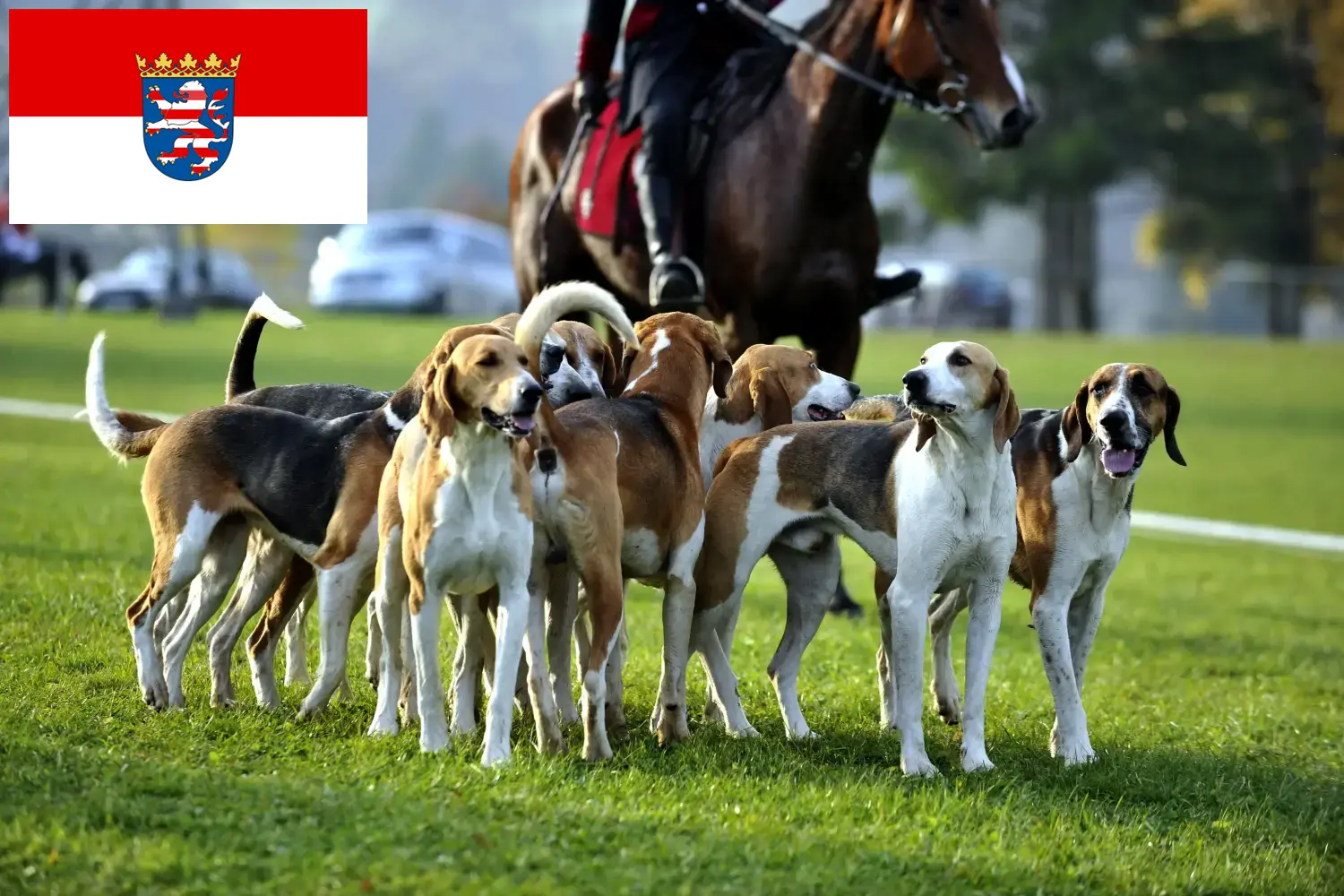Francia kopó kiskutyák és tenyésztők Hessen Itt találhat francia kopó tenyésztőket Hessenben.