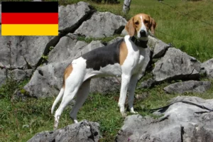 Read more about the article Francia kopó tenyésztők és kölykök Németországban