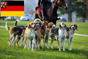 Read more about the article Francia kopó tenyésztők és kiskutyák Rajna-vidék-Pfalzban