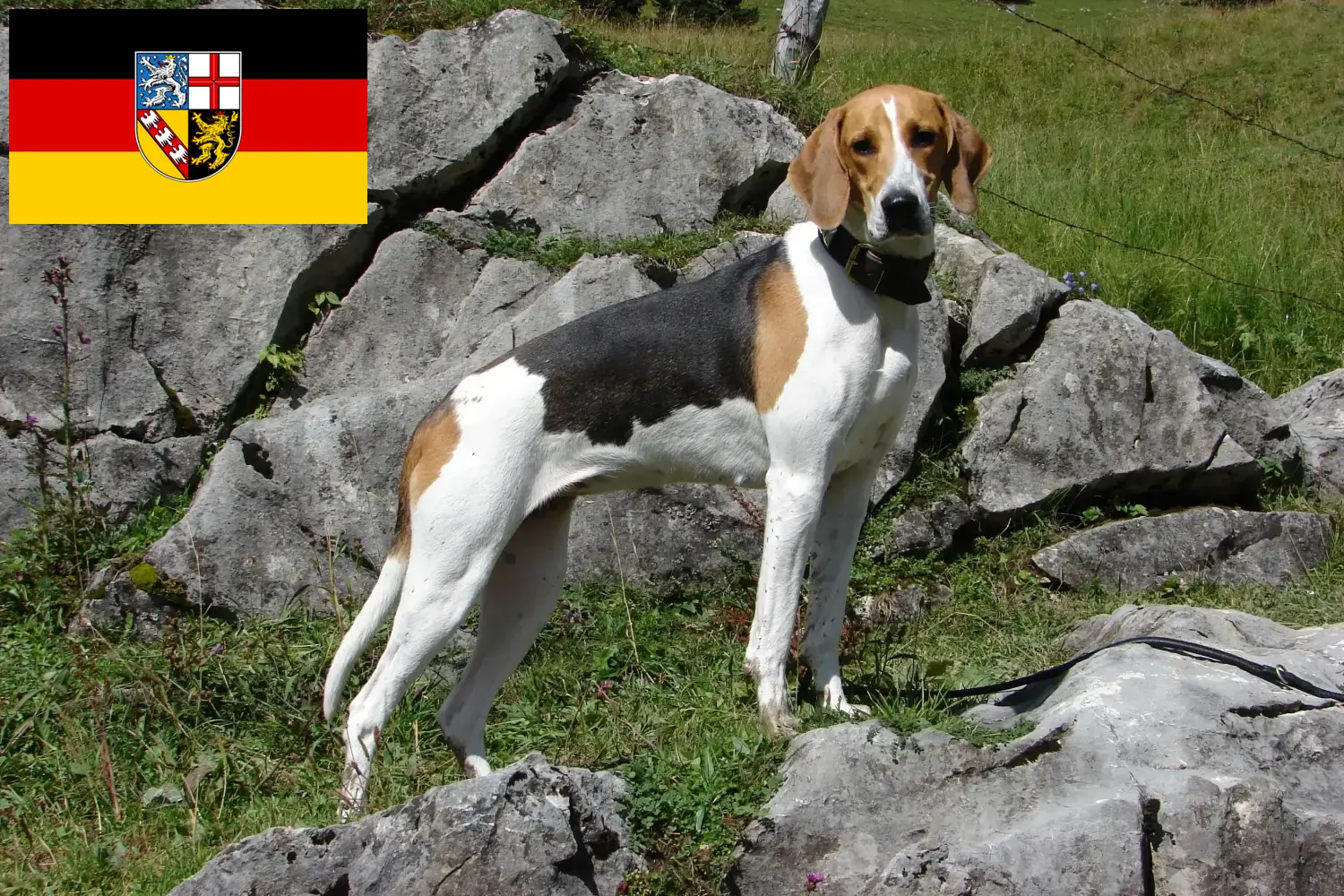 Read more about the article Francia kopó tenyésztő és kölykök Saar-vidéken