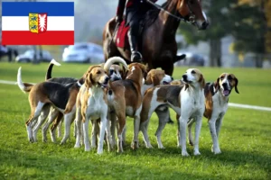 Read more about the article Francia kopó tenyésztők és kiskutyák Schleswig-Holstein tartományban