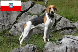 Read more about the article Francia kopó tenyésztők és kölykök Türingiában
