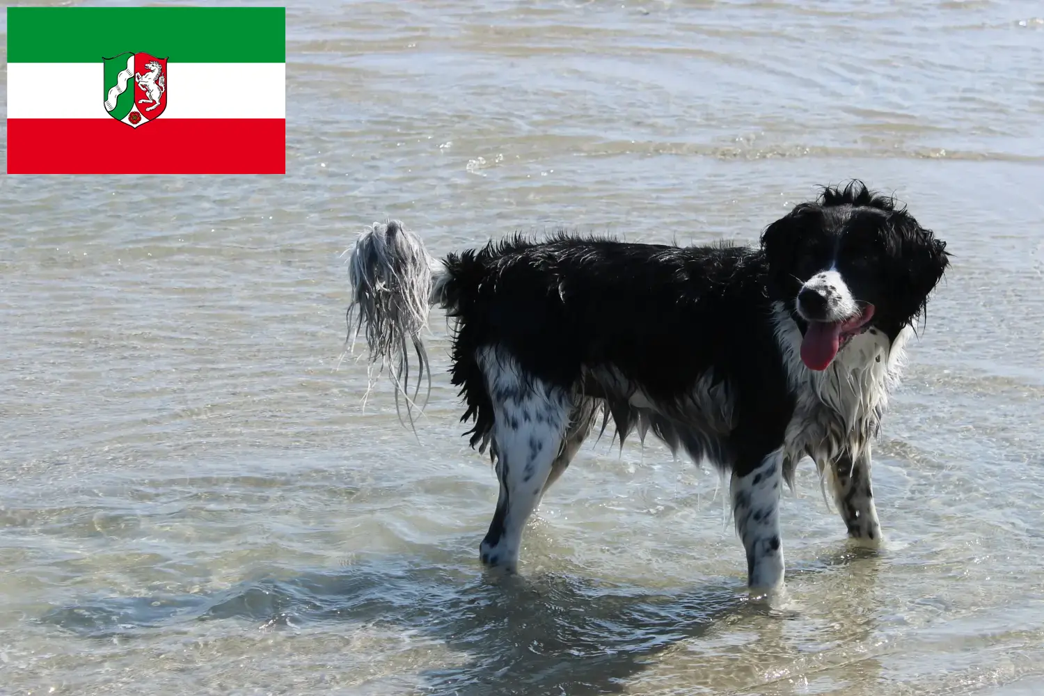 Fríz vízikutya kölykök és tenyésztők Észak-Rajna-Vesztfália Itt fríz vízi kutyatenyésztőket talál Észak-Rajna-Vesztfália területén.