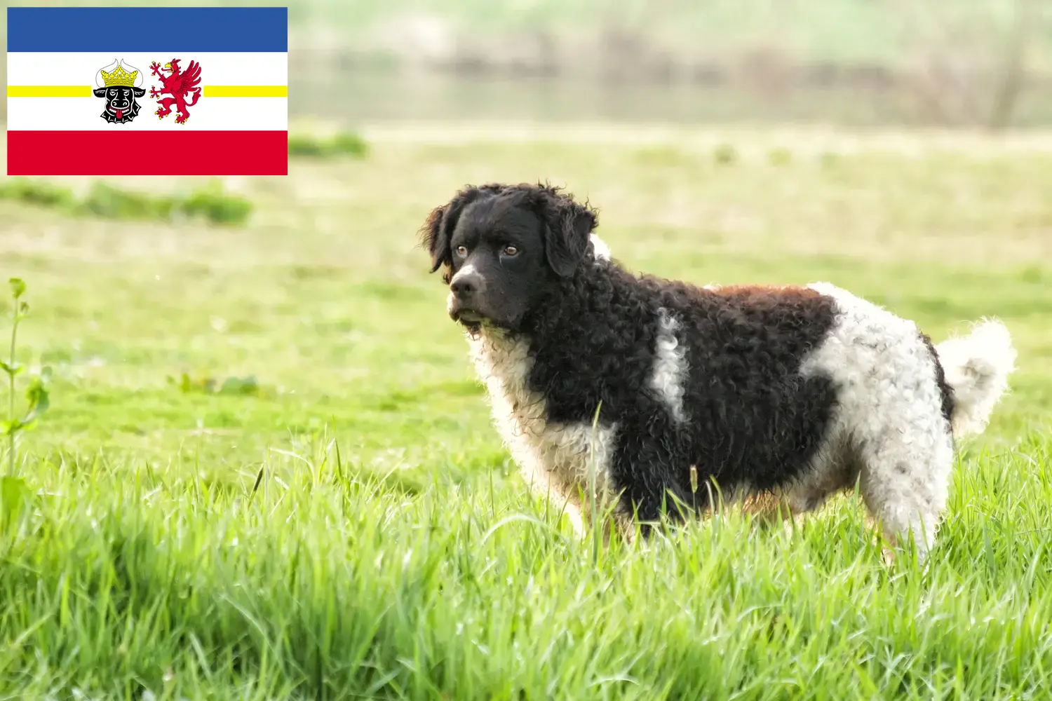 Read more about the article Fríz vízi kutyatenyésztők és kölykök Mecklenburg-Vorpommernben