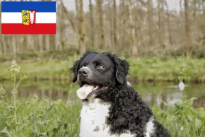 Read more about the article Fríz vízi kutyatenyésztők és kölykök Schleswig-Holstein tartományban
