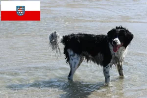Read more about the article Fríz vízi kutyatenyésztők és kölykök Türingiában