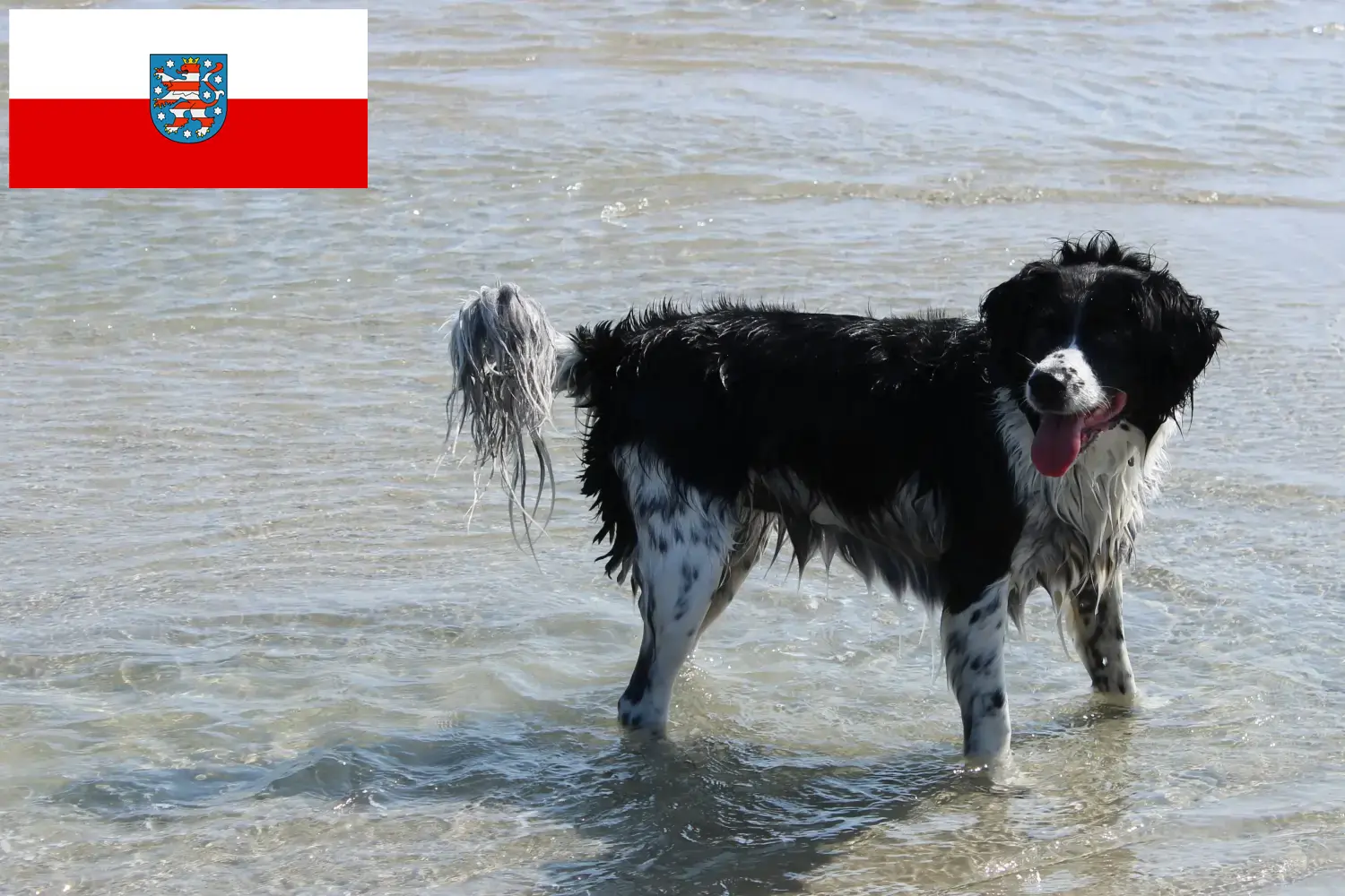 Read more about the article Fríz vízi kutyatenyésztők és kölykök Türingiában
