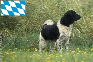 Read more about the article Fríz vízikutya tenyésztők és kölykök Bajorországban