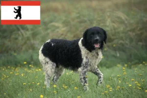 Read more about the article Fríz vízi kutya tenyésztő és kölykök Berlinben