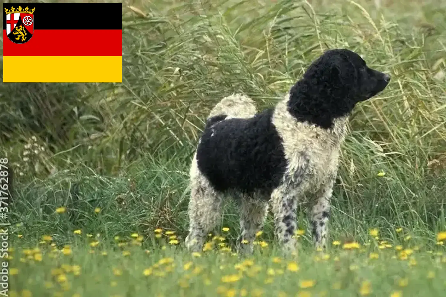 Read more about the article Fríz vízi kutyatenyésztők és kölykök Rajna-vidék-Pfalzban