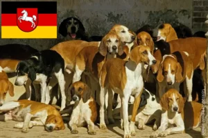 Read more about the article Grand Anglo-Français tenyésztők és kiskutyák Alsó-Szászországban
