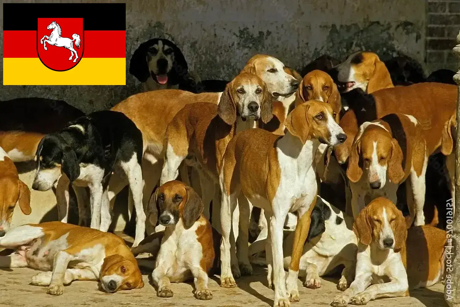 Read more about the article Grand Anglo-Français tenyésztők és kiskutyák Alsó-Szászországban