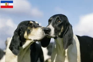Read more about the article Grand Anglo-Français tenyésztők és kiskutyák Schleswig-Holsteinben