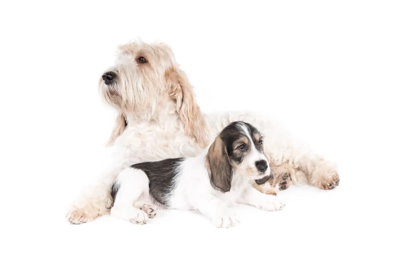 Egy Grand Basset Griffon Vendéen kölyökkutya megvásárlása felelősségvállalást jelent! Grand Basset Griffon Vendéen kölyökkutyák vásárlása.
