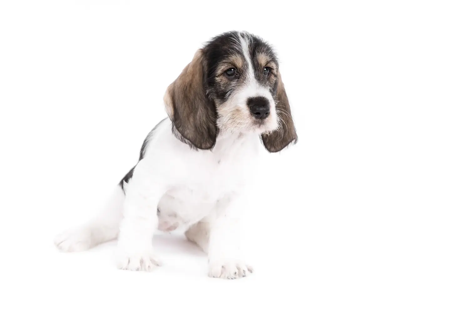 Egy Grand Basset Griffon Vendéen kölyökkutya megvásárlása felelősségvállalást jelent! Grand Basset Griffon Vendéen kölyökkutyák vásárlása.