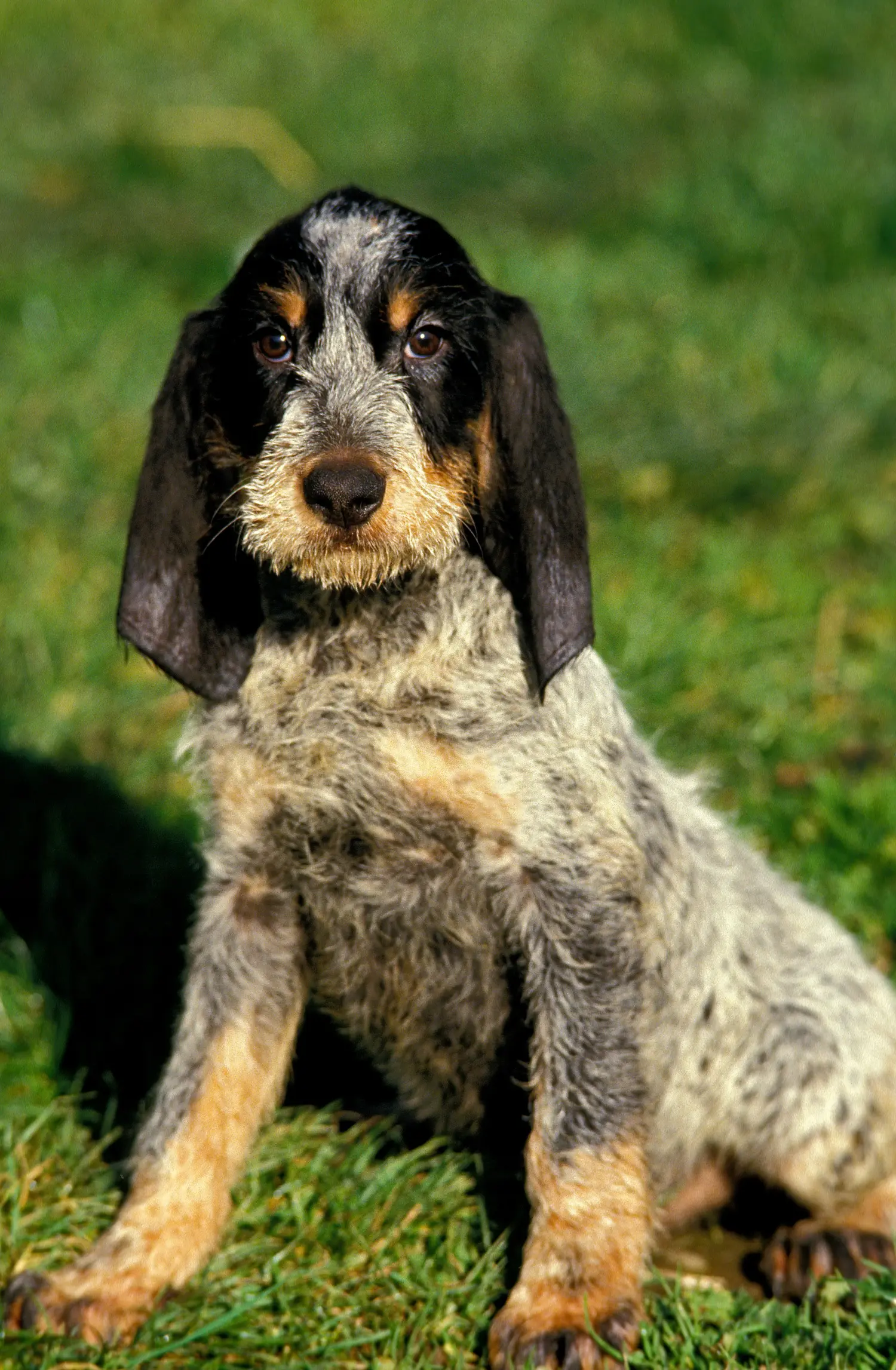 Egy Griffon Bleu de Gascogne kölyökkutya vásárlása felelősségvállalást jelent! Vásároljon Griffon Bleu de Gascogne kölyökkutyákat.