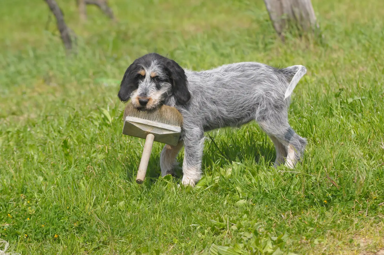 Egy Griffon Bleu de Gascogne kölyökkutya vásárlása felelősségvállalást jelent! Vásároljon Griffon Bleu de Gascogne kölyökkutyákat.