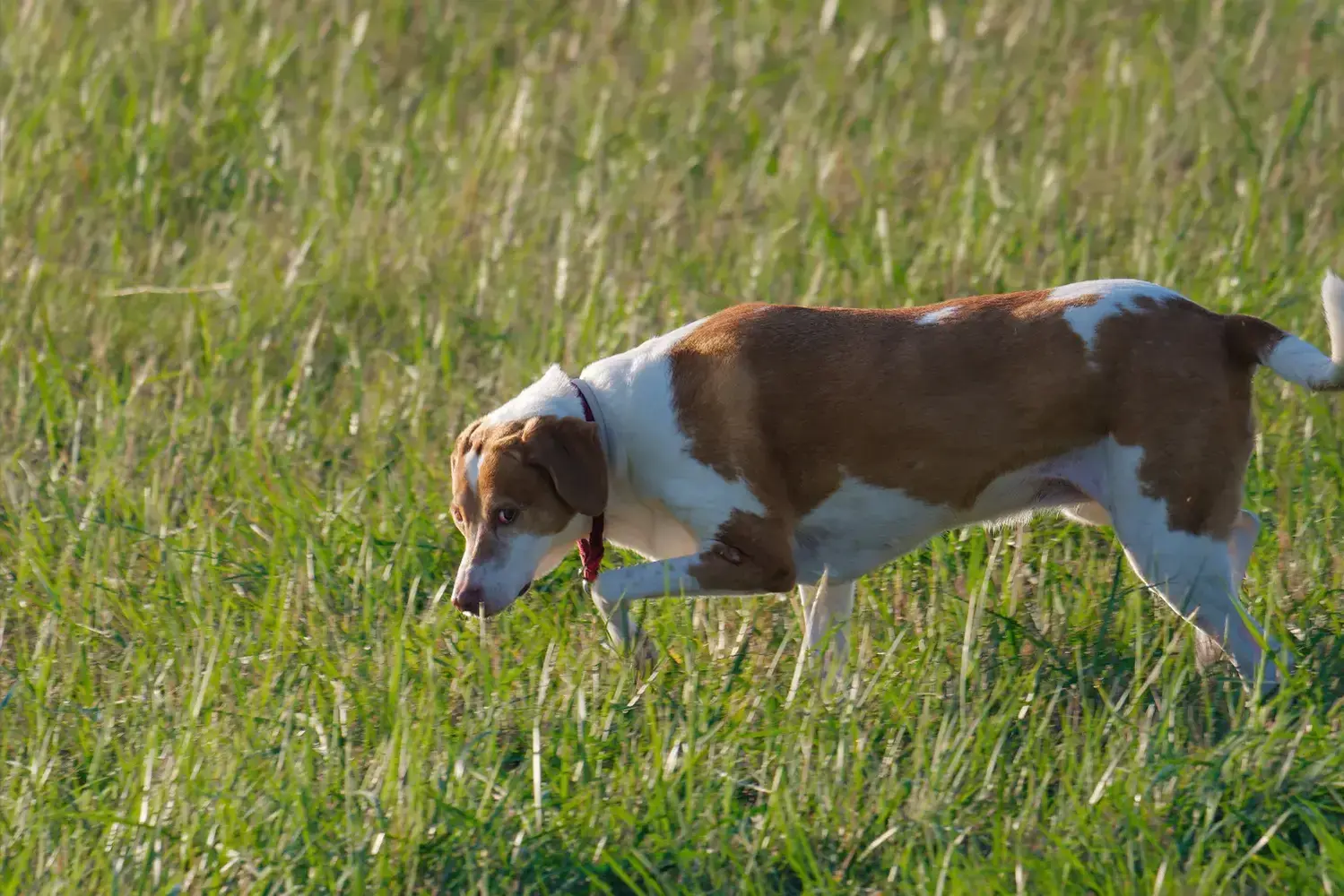 Hygenhund kölykök és tenyésztők Itt megtalálhatod a Hygenhunde tenyésztőket a közeledben.