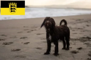 Read more about the article Ír vízi spániel tenyésztők és kölykök Baden-Württembergben