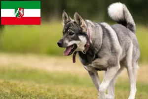 Read more about the article Jämthund tenyésztők és kiskutyák Észak-Rajna-Vesztfália területén