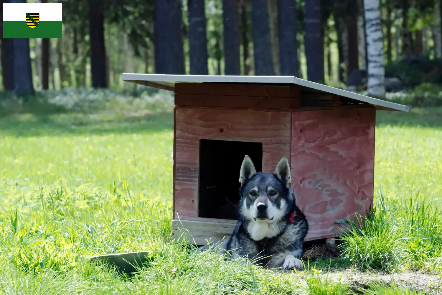 Jämthund kiskutyák és tenyésztők Szászország Itt találsz Jämthunde tenyésztőket Szászországban.