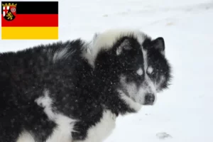 Read more about the article Kanadai eszkimó kutya tenyésztő és kölykök Rajna-vidék-Pfalzban