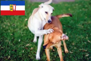 Read more about the article Kritikos Lagonikos tenyésztők és kölykök Schleswig-Holstein tartományban